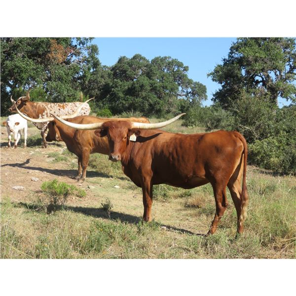 A& S Red Rider