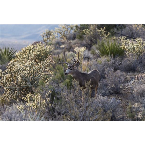 6 Day Sonoran Mule Deer Hunt