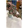 Image 2 : 2 JADE TREES