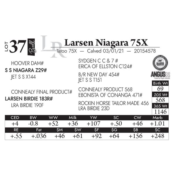 Larsen Niagara 75X