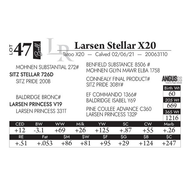 Larsen Stellar X20