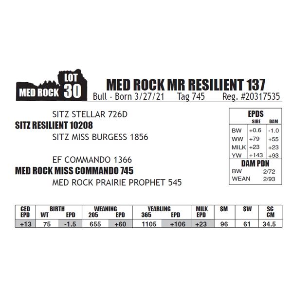 MED ROCK MR RESILIENT 137