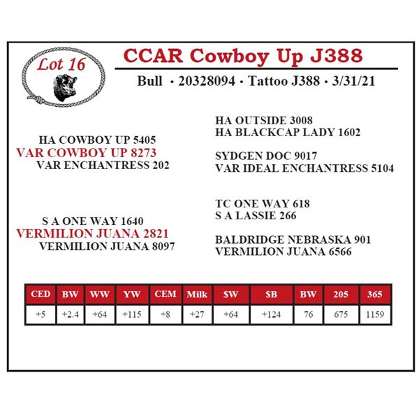 CCAR Cowboy Up J388