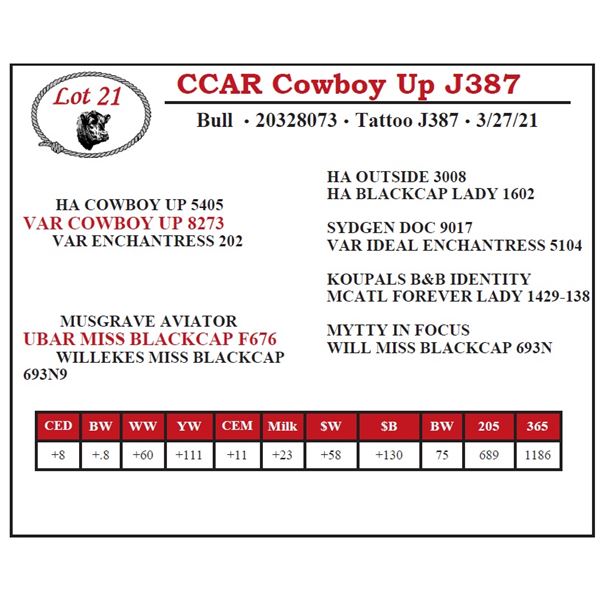 CCAR Cowboy Up J387