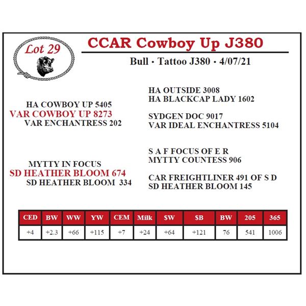 CCAR Cowboy Up J380