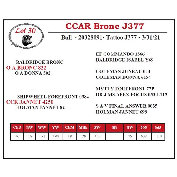 CCAR Bronc J377