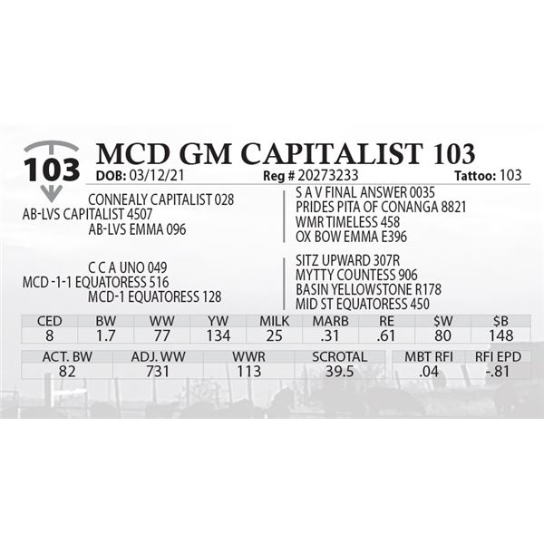 MCD GM CAPITALIST 103