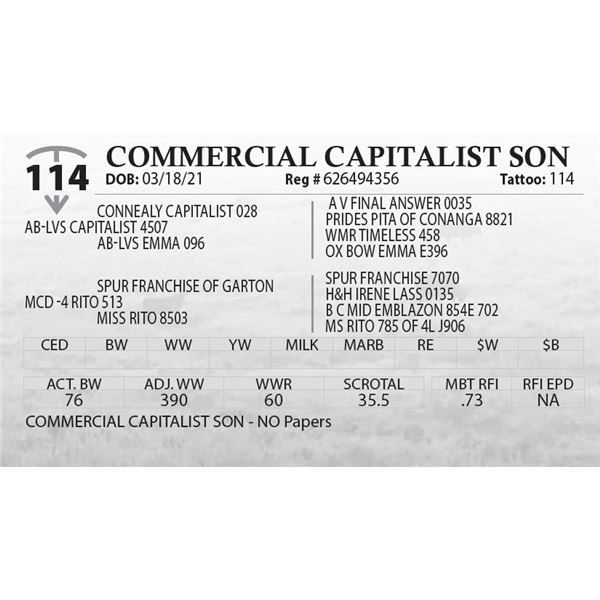 COMMERCIAL CAPITALIST SON