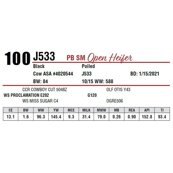OPEN HEIFER