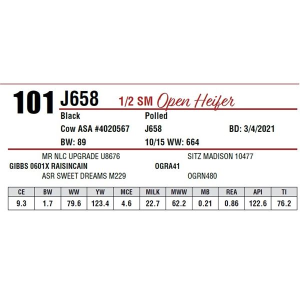OPEN HEIFER