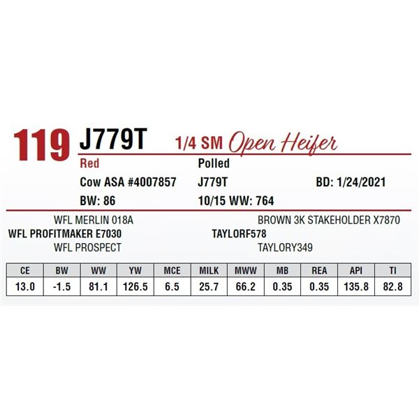 OPEN HEIFER