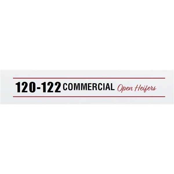 Commerical Open Heifers