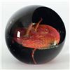 Image 3 : A Star is Born (Paperweight) by Glass Eye Studio by Glass Eye Studio