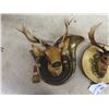 Image 2 : 3 Elk/Antelope Plastic Ornamental Wall Mount  Display - Biggest 17" x 18"