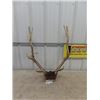 Image 1 : Mounted Elk Horns with Tag