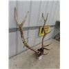 Image 2 : Mounted Elk Horns with Tag