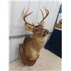 Image 2 : Deer Buck Mount with Head Tag