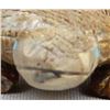 Image 3 : Zuni Picasso Marble Lizard Fetish by Lance Cheama