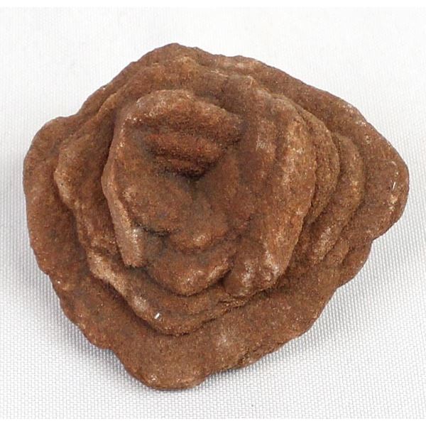 Petrified Red Desert Rose 2x4''