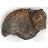Image 2 : 3 Prehistoric Stone Ammonite Remnants