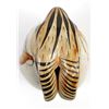Image 8 : Tonala Jack Rabbit Pottery by artist C. Rivera
