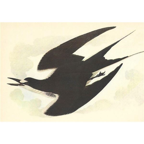 c1950 Audubon Print, Sooty Tern