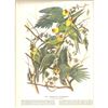 Image 2 : c1946 Audubon Print, #26 Carolina Paroquet