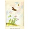 Image 2 : 1920's Canadian Skipper Butterfly Color Lithograph Print