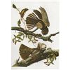 Image 1 : c1946 Audubon Print, #52 Chuck-Will's-Widow