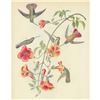 Image 1 : c1946 Audubon Print, #184 Black-Throated Mango