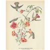 Image 2 : c1946 Audubon Print, #184 Black-Throated Mango