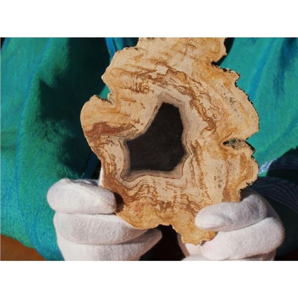 Rare Full Trunk Prehistoric Petrified Cypress Tree Slice