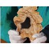 Image 1 : Rare Full Trunk Prehistoric Petrified Cypress Tree Slice