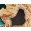 Image 3 : Rare Full Trunk Prehistoric Petrified Cypress Tree Slice