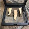 Image 1 : Set of Prehistoric Predator Fish Endochus Fangs, Fossils