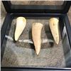 Image 4 : Set of Prehistoric Predator Fish Endochus Fangs, Fossils