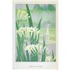 Image 2 : 1920's Freesia Color Lithograph Print