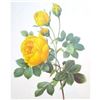 Image 1 : After Pierre-Jospeh Redoute, Floral Print, #128 Yellow Rose