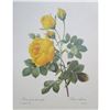 Image 2 : After Pierre-Jospeh Redoute, Floral Print, #128 Yellow Rose