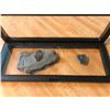Image 2 : Rare Prehisotric Trilobite Fossils Display