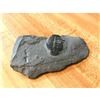 Image 3 : Rare Prehisotric Trilobite Fossils Display