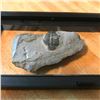 Image 5 : Rare Prehisotric Trilobite Fossils Display