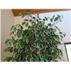 Image 3 : Qty 3 Indoor Potted Tall Artificial Trees