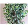 Image 4 : Qty 3 Indoor Potted Tall Artificial Trees