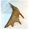 Image 2 : Hawk Antler Carving