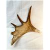 Image 3 : Hawk Antler Carving