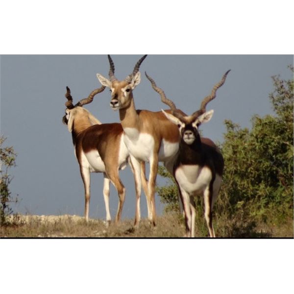 Texas: Exotic Species Hunt for 2-5 Hunters