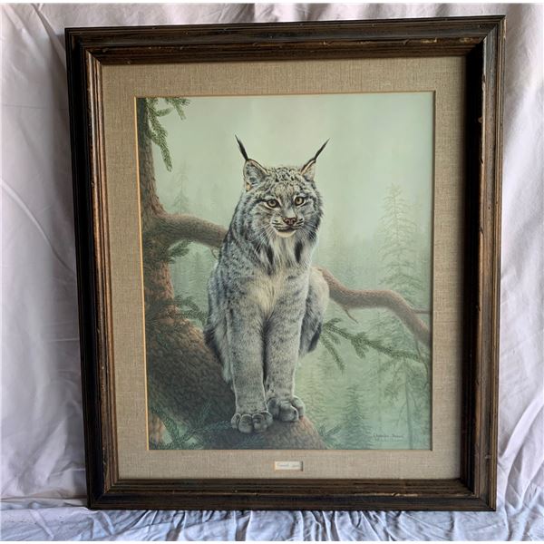 "Canada Lynx" by Charles Frace'