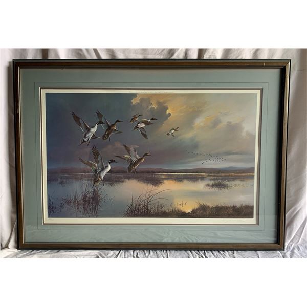 Pintail Ducks by Douglas Van Howd