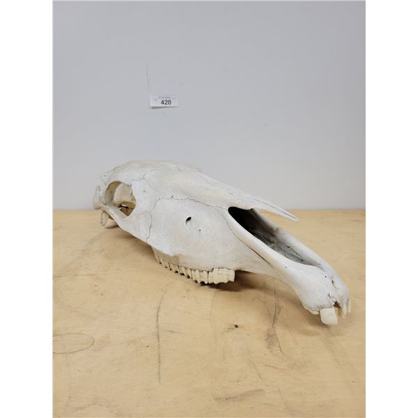 VINTAGE ANIMAL SKULL